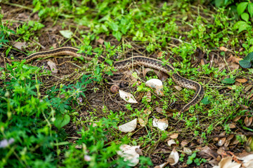 Naklejka na ściany i meble Closeup of small ribbon garter snake on house home garden dirt ground with foliage green leaves in summer of Virginia