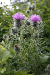 thistle in bloom