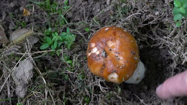 Stinking Russula in natural ambient, young (Russula foetens) - (4K)
