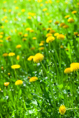 Bright summer background with yellow flowers and side sunlight