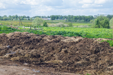 Manure in heaps on a field on a farm in summer