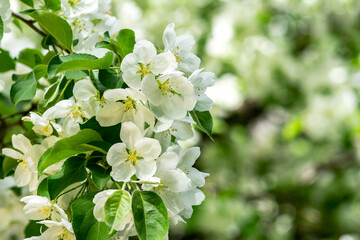 Blooming branches of an apple tree close-up. A spring tree blooms with pink and white petals in an orchard