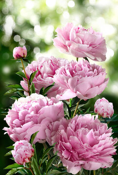 Bouquet of large pink peonies isolated on a blurred garden background.