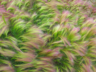 Obraz premium Foxtail Barley - A flowing image of wind swept Foxtail barley