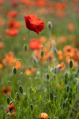 Obraz premium Papaveri