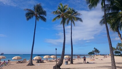 trees on the beach