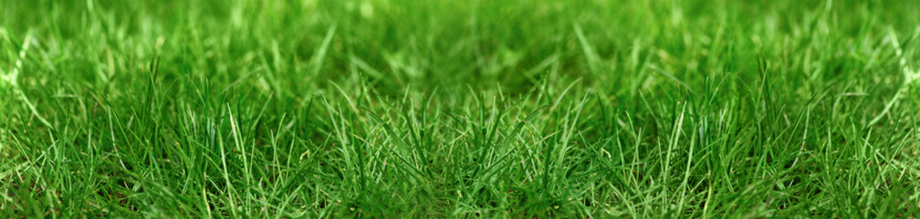 Background with green grass. Soft focus. Banner