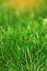 Background with green grass. Soft focus. Shallow DoF. Vertical photo