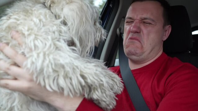 Millennial man with disgusted grimace on his face holds fluffy Chinese crested dog in front of him at arms length and looks down at pants that dog peed on when riding in car in passenger seat