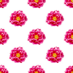 Fototapeta na wymiar Floral seamless pattern with purple peony flowers on white background.