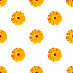 Seamless pattern with  yellow marigolds on white background