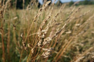 beiges Weizenfeld bei Sonne am Abend im Frühling