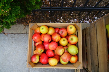 Organic apples in crates at a farmers market
