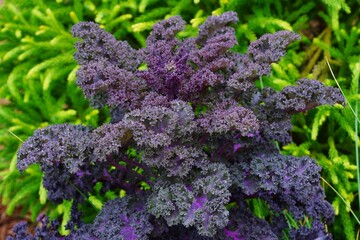 Purple kale growing in the vegetable garden - obrazy, fototapety, plakaty