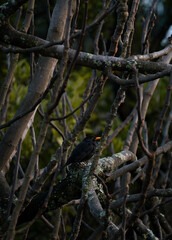 Single Bird 