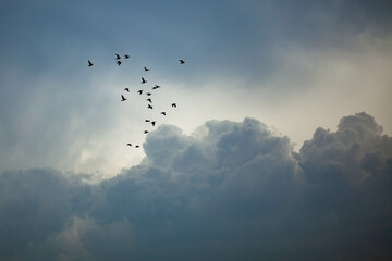 birds in the sky - obrazy, fototapety, plakaty