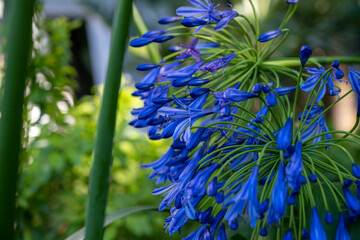  Agapanthus blue flowers in the garden. Lily African lily flowering plants. Clusters of fragrant...