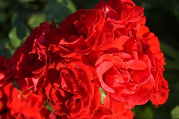 Rote Rosen im Garten bei Sonne am Abend im Frühling