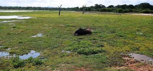 Elephant in lotus pond 