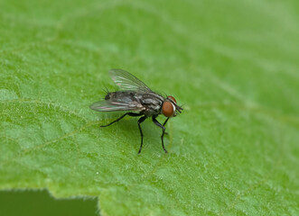 Naklejka premium Housefly (Musca domestica) sitting on leaf of Milkweed plant in Michigan