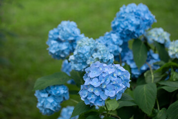 blue garden hydrangea in the garden
