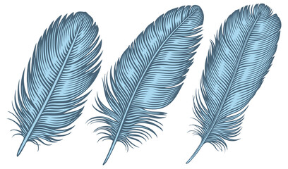 Blue bird feathers. Design set. Editable hand drawn illustration. Vector vintage engraving. 8 EPS