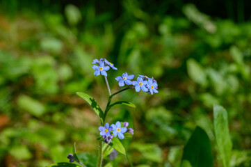 Myosotis alpestris or alpine forget-me-not flowers. Small flowering blue flowers in the background of green grass. Blooming spring flowers in the home garden.