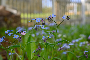 Myosotis alpestris or alpine forget-me-not flowers. Small flowering blue flowers in the background of green grass. Blooming spring flowers in the home garden.