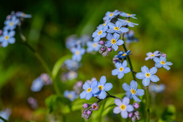 Myosotis alpestris or alpine forget-me-not flowers. Small flowering blue flowers in the background of green grass. Blooming spring flowers in the home garden.