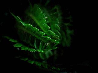 Natural background of green fern on a dark background close-up