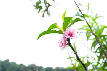 Peach flower blossom natural background.Peach flowers pink in garden