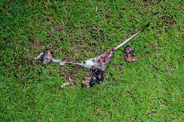 Rotten dead rat had eaten by flies on grass background, Fly breeding and propagation on it. it dead...