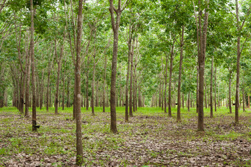 Obraz premium Row of para rubber plantation in South of Thailand,rubber trees