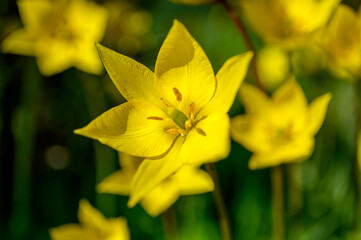 Obraz premium Flowers of yellow tulips on green grass macro. Romantic Tulipa Sylvestris in spring. Field close-up. Flowers. Floral background for design, postcards, posters, banners.