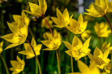 Obraz premium Flowers of yellow tulips on green grass macro. Romantic Tulipa Sylvestris in spring. Field close-up. Flowers. Floral background for design, postcards, posters, banners.