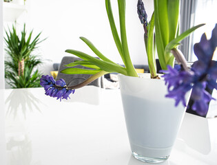 bouquet of hyacinths on the table in the living room, room decoration