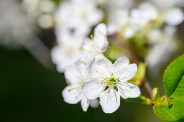 Prunus cerasus. Sour cherry, tart cherry, or dwarf cherry. Blossoms. Flowering branches. Home garden in the spring.