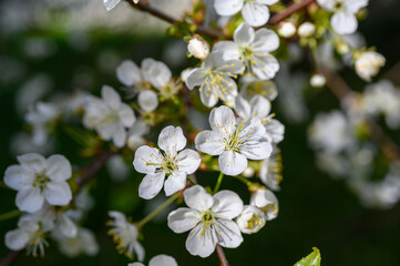 Prunus cerasus. Sour cherry, tart cherry, or dwarf cherry. Blossoms. Flowering branches. Home garden in the spring.