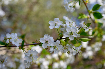 Prunus cerasus. Sour cherry, tart cherry, or dwarf cherry. Blossoms. Flowering branches. Home garden in the spring.