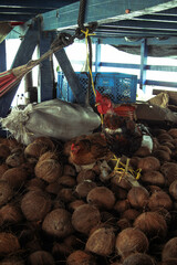 Hen and rooster in a cocoa cruise 