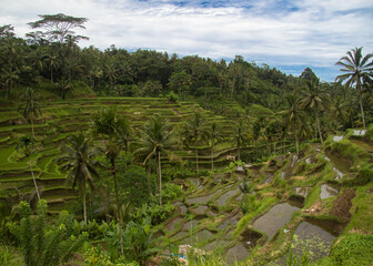 rice field upto the mountain 