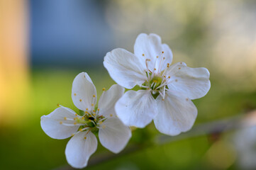 Prunus cerasus. Sour cherry, tart cherry, or dwarf cherry. Blossoms. Flowering branches. Home garden in the spring.