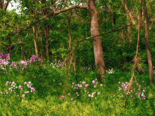 flowers in the forest