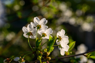 Prunus cerasus. Sour cherry, tart cherry, or dwarf cherry. Blossoms. Flowering branches. Home garden in the spring.
