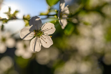 Prunus cerasus. Sour cherry, tart cherry, or dwarf cherry. Blossoms. Flowering branches. Home garden in the spring.