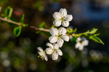 Obraz premium Prunus cerasus. Sour cherry, tart cherry, or dwarf cherry. Blossoms. Flowering branches. Home garden in the spring.