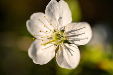Prunus cerasus. Sour cherry, tart cherry, or dwarf cherry. Blossoms. Flowering branches. Home garden in the spring.