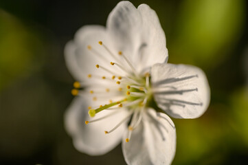 Prunus cerasus. Sour cherry, tart cherry, or dwarf cherry. Blossoms. Flowering branches. Home garden in the spring.