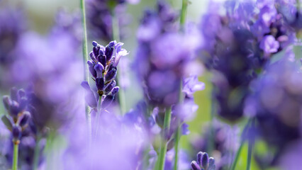 Close up of beautiful purple lavender