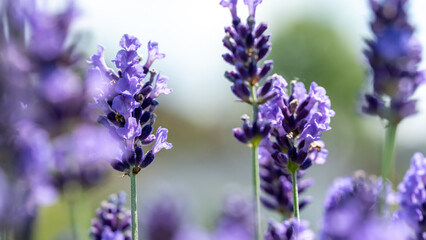 Close up of beautiful purple lavender